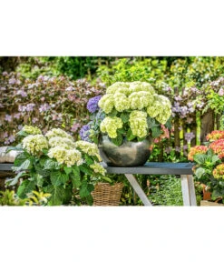 Dehner Keramik-Topf Bavaria, Bauchig -Gardena Store 167510 167544 167643 WE MO 001 KeramikPflanztopfBavariaglasiert