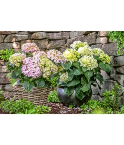 Dehner Keramik-Topf Bavaria, Bauchig -Gardena Store 167510 167544 167643 WE MO 002 KeramikPflanztopfBavariaglasiert