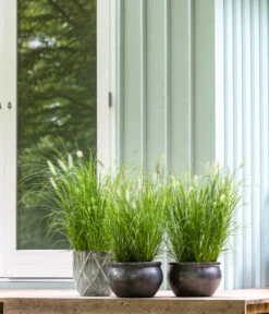 Dehner Keramik-Topf Bavaria, Bauchig -Gardena Store 167510 167544 167643 WE MO 009 KeramikPflanztopfBavariaglasiert