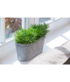 Artstone Kunststoff-Balkonkasten Claire 11 Artstone Kunststoff-Balkonkasten Claire -Gardena Store 1676006 WE MO 003 KunststoffTopfClairegrau