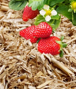 Manna Bio Terravital, 15 Kg -Gardena Store 2014710 WE DE 001 HMBTerravital15kg