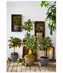 Zitronat-Zitrone 'Buddhas Hand' -Gardena Store 20171103 PR MO 001 CitrusGC23