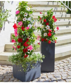 Dipladenien-Duo, Pyramide 7 Dipladenien-Duo, Pyramide -Gardena Store 20180515 PR MO 004 DipladeniaBL05