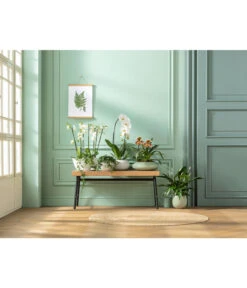 Schmetterlingsorchidee - Phalaenopsis Cultivaris 'Cascade' 8 Schmetterlingsorchidee - Phalaenopsis Cultivaris 'Cascade' -Gardena Store 20181115 PR MO 001 Orchideen GC01 01