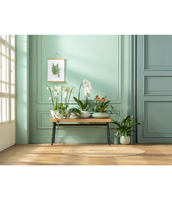 Schmetterlingsorchidee - Phalaenopsis Cultivaris 'Cascade' 5 Schmetterlingsorchidee - Phalaenopsis Cultivaris 'Cascade' – Bild 3