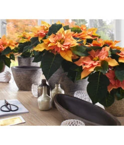 Dehner Keramik-Übertopf Kenia, Konisch, Braun 10 Dehner Keramik-Übertopf Kenia, Konisch, Braun -Gardena Store 2938934 WE MO 001 UebertopfKeniaBraun