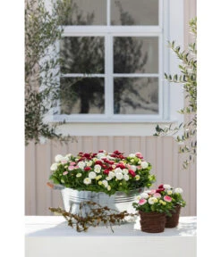 Zink-Wanne Mit Holzgriffen, Rund, Silber 7 Zink-Wanne Mit Holzgriffen, Rund, Silber -Gardena Store 323683 323717 WE MO 002 ZinkWannemitHolzgriffenrundsilber