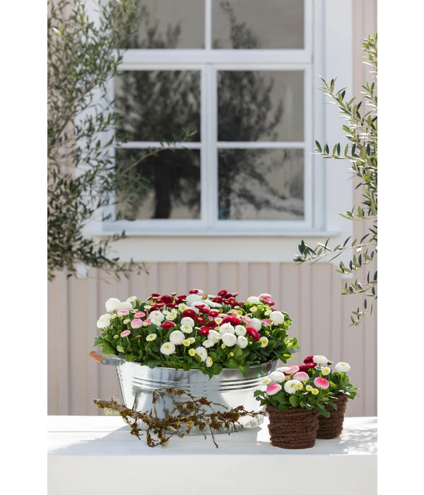 Zink-Wanne Mit Holzgriffen, Rund, Silber 5 Zink-Wanne Mit Holzgriffen, Rund, Silber – Bild 3