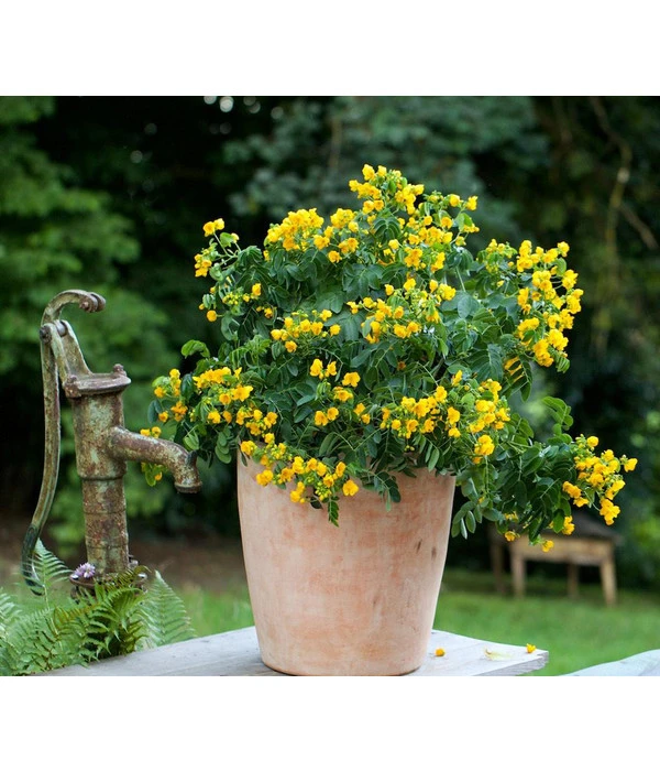 Terrakotta-Pflanztopf Bardolino, Konisch, Antik-terrakotta 4 Terrakotta-Pflanztopf Bardolino, Konisch, Antik-terrakotta – Bild 2