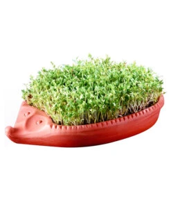 Römertopf Kresseigel Mit Kresse-Saatgut -Gardena Store 349993 BildM 001 RoemertopfKresseigelMitKresseSaatgutKresseIgel1SamenTerra