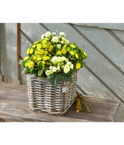 Van Der Leeden Rattan-Topf, Eckig, Grau-braun -Gardena Store 3528668 3529468 3529930 WE MO 003 RattanTopfeckiggraubraun