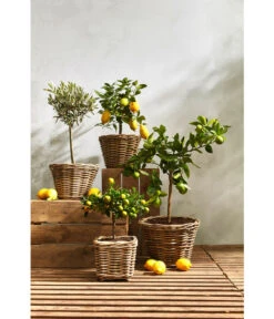 Van Der Leeden Rattan-Topf, Eckig, Grau-braun -Gardena Store 3528668 3529468 3529930 WE MO 008 RattanTopfeckig