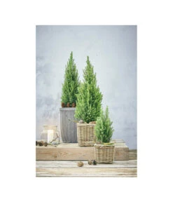 Van Der Leeden Rattan-Topf, Eckig, Grau-braun -Gardena Store 3528668 WE MO 001 Rattan Topf