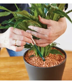 Seramis Gießanzeiger -Gardena Store 394684 WE MO 002 SeramisGiessanzeiger 394692