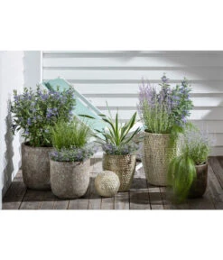 Blauraute 'Blue Spire' 12 Blauraute 'Blue Spire' -Gardena Store 4435640 PR MO 003 KeramikTopfBungxe