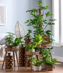 Dehner Keramik-Übertopf Elias, Bauchig, Braun 7 Dehner Keramik-Übertopf Elias, Bauchig, Braun -Gardena Store 4448270 WE MO 002 EvergreensScheffleraElias