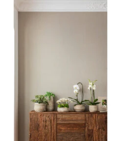 Schmetterlingsorchidee - Phalaenopsis Cultivaris 'Cascade' 9 Schmetterlingsorchidee - Phalaenopsis Cultivaris 'Cascade' -Gardena Store 4473492 PR MO 001 OrchideenkeramikFrayaHellbraun 4473500 4473518 4473534 4473542