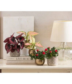 Dehner Keramik-Übertopf Elian, Rund, Ca. Ø8 Cm 7 Dehner Keramik-Übertopf Elian, Rund, Ca. Ø8 Cm -Gardena Store 4479507 WE MO 001 TopfKodyElian Valentin