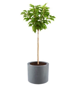 Dehner Kunststoff-Blumenkübel Palermo, Mit Rollen, Anthrazit, Ca. Ø40 Cm 7 Dehner Kunststoff-Blumenkübel Palermo, Mit Rollen, Anthrazit, Ca. Ø40 Cm -Gardena Store 5344320 WE DE 002 KunststoffBlumenkuebelKubusBlumentopfUebertopfPflanzentopfTopfKuebel