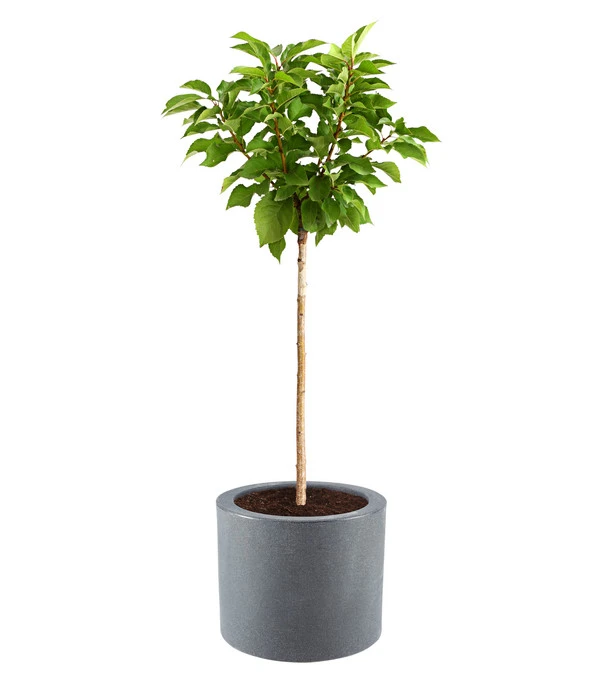 Dehner Kunststoff-Blumenkübel Palermo, Mit Rollen, Anthrazit, Ca. Ø40 Cm 4 Dehner Kunststoff-Blumenkübel Palermo, Mit Rollen, Anthrazit, Ca. Ø40 Cm – Bild 2