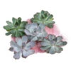 Echeverien-Set - Echeveria, 5-teilig, Verschiedene Sorten -Gardena Store 6115653 WE FS 001 EcheveriaO Wurz 5erSet