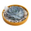 Pflanzen-Arrangement Ibiza, Ca. Ø19/H8 Cm -Gardena Store 6115679 WE FS 001 EcheveriaO Wurz IbizaBowl