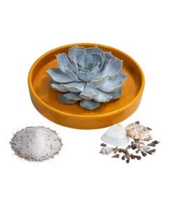 Pflanzen-Arrangement Ibiza, Ca. Ø19/H8 Cm -Gardena Store 6115679 WE FS 002 EcheveriaO Wurz IbizaBowl