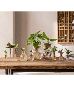 Waterplant Balsamapfel Im Kugelglas - Clusia Rosea 'Princess', Mit LED 8 Waterplant Balsamapfel Im Kugelglas - Clusia Rosea 'Princess', Mit LED -Gardena Store 6125066 WE MO 001 WaterPlants 1