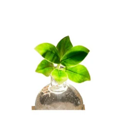 Waterplant Balsamapfel Im Kugelglas - Clusia Rosea 'Princess', Mit LED 9 Waterplant Balsamapfel Im Kugelglas - Clusia Rosea 'Princess', Mit LED -Gardena Store 6125074 WE DE 001 WaterPlantlusia7cmmitLicht