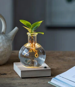 Waterplant Balsamapfel Im Kugelglas - Clusia Rosea 'Princess', Mit LED 7 Waterplant Balsamapfel Im Kugelglas - Clusia Rosea 'Princess', Mit LED -Gardena Store 6125074 WE MO 001 WaterPlantClusiaLED