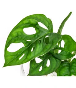Waterplant Fensterblatt Im Glas - Monstera Adansonii, Ca. 30 Cm 5 Waterplant Fensterblatt Im Glas - Monstera Adansonii, Ca. 30 Cm -Gardena Store 6188163 WE DE 001 WaterPlantGlasvaseMonstera