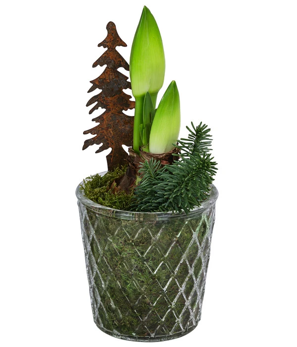 Amaryllis Im Glastopf, Ca. Ø14 Cm 3 Amaryllis Im Glastopf, Ca. Ø14 Cm