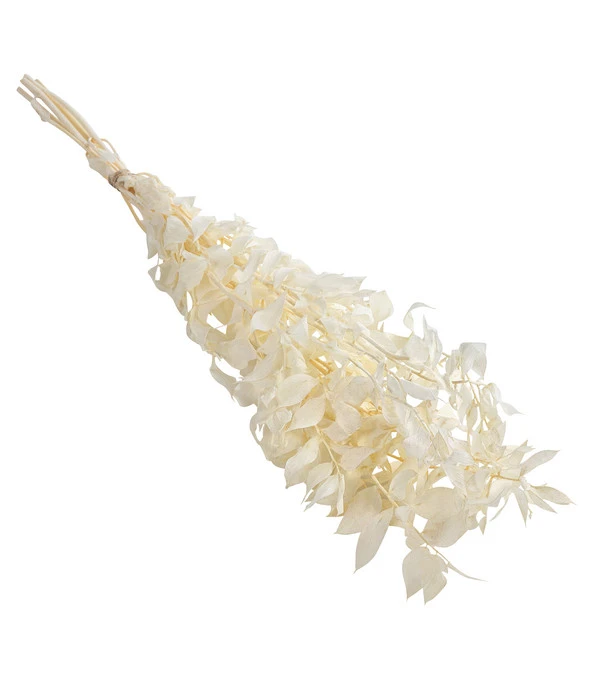 Trockenblumenbund Ruscus 3 Trockenblumenbund Ruscus