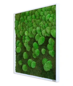StyleGREEN Bild Aus Wald- Und Kugelmoos Im Verlauf, Ca. B80/H80/T7 Cm -Gardena Store 6429807 WE FS 002 Wald KugelmoosbildVerlauf80x80cm