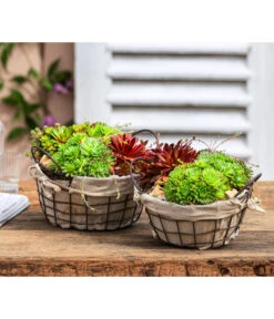 Hauswurz-Arrangement Landhaus Garten, In Metall-Korb -Gardena Store 6433346 6433353 WE MO 002 OutdoorSchalen Hauswurz Drahtkorb