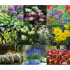 Dehner Blumenzwiebel 5 Monate Blütenpracht, 200 Stk. 1 Dehner Blumenzwiebel 5 Monate Blütenpracht, 200 Stk. -Gardena Store 6617286 WE MO 001 DehnerBlumenzwiebel5MonateBlumenpaket