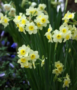 Dehner Blumenzwiebel 5 Monate Blütenpracht, 200 Stk. -Gardena Store 6617286 WE MO 005 DehnerBlumenzwiebel5MonateBlumenpaket