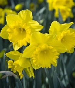 Dehner Blumenzwiebel 5 Monate Blütenpracht, 200 Stk. -Gardena Store 6617286 WE MO 007 DehnerBlumenzwiebel5MonateBlumenpaket