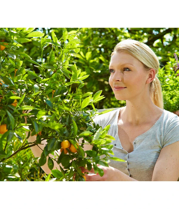 Floragard Zitrus- Und Mediterranpflanzenerde 4 Floragard Zitrus- Und Mediterranpflanzenerde – Bild 2