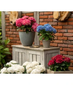 Endless Summer Hortensienerde, Rot/Weiß, 3 X 20 L -Gardena Store 6624274 WE MO 001 EndlessSummerHortensienerdeRotWeiss3x20l