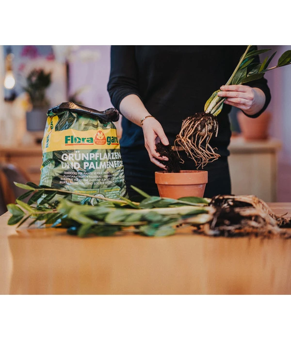 Floragard Aktiv Grünpflanzen- Und Palmenerde 4 Floragard Aktiv Grünpflanzen- Und Palmenerde – Bild 2