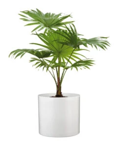 Scheurich Keramik-Übertopf, Rund, Ca. Ø33 Cm -Gardena Store 6642151 WE FS 003 TopfPanna