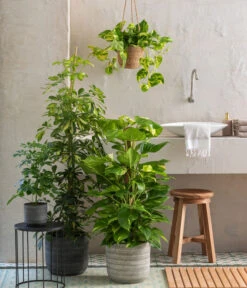Strahlenaralie - Schefflera Arboricola -Gardena Store 6685788 6685762 6685770 WE MO 001 ScheffleraAboricolaT21Lucian