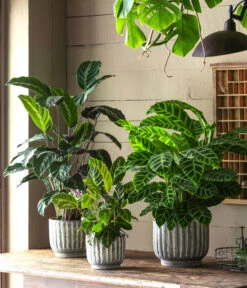 Korbmarante - Calathea 'Maui Queen' -Gardena Store 6781553 6781561 6781579 WE MO 001 TopfCalWeissGrau