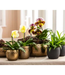 Grünlilie - Chlorophytum Comosum 6 Grünlilie - Chlorophytum Comosum -Gardena Store 6784912 6784920 6784938 6778773 WE MO 001 TopfKodyGoldTopfKodyAnthrazit