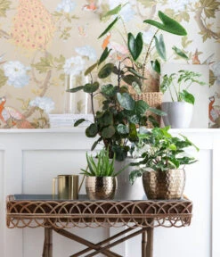 Purpurtute - Syngonium Podophyllum 'Albo Variegata', Panaschiert 7 Purpurtute - Syngonium Podophyllum 'Albo Variegata', Panaschiert -Gardena Store 6784912 WE MO 001 TopfKodyGold TE GreenMixed