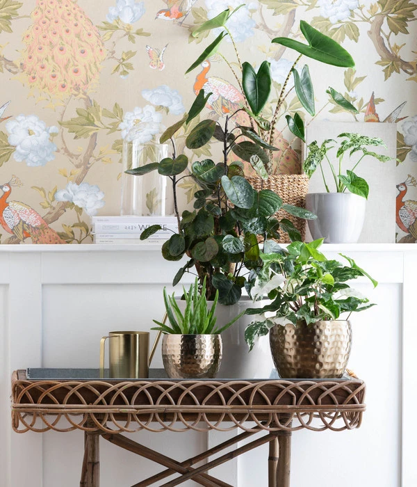 Purpurtute - Syngonium Podophyllum 'Albo Variegata', Panaschiert 4 Purpurtute - Syngonium Podophyllum 'Albo Variegata', Panaschiert – Bild 2