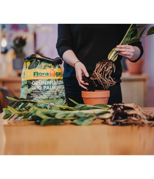 Floragard Aktiv Grünpflanzen- Und Palmenerde, 56 X 20 L 4 Floragard Aktiv Grünpflanzen- Und Palmenerde, 56 X 20 L – Bild 2