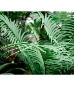 Floragard Aktiv Grünpflanzen- Und Palmenerde, 56 X 20 L 9 Floragard Aktiv Grünpflanzen- Und Palmenerde, 56 X 20 L -Gardena Store 6955793 WE MO 002 FloragardAktivGruenpflanzenundPalmenerde56x20l