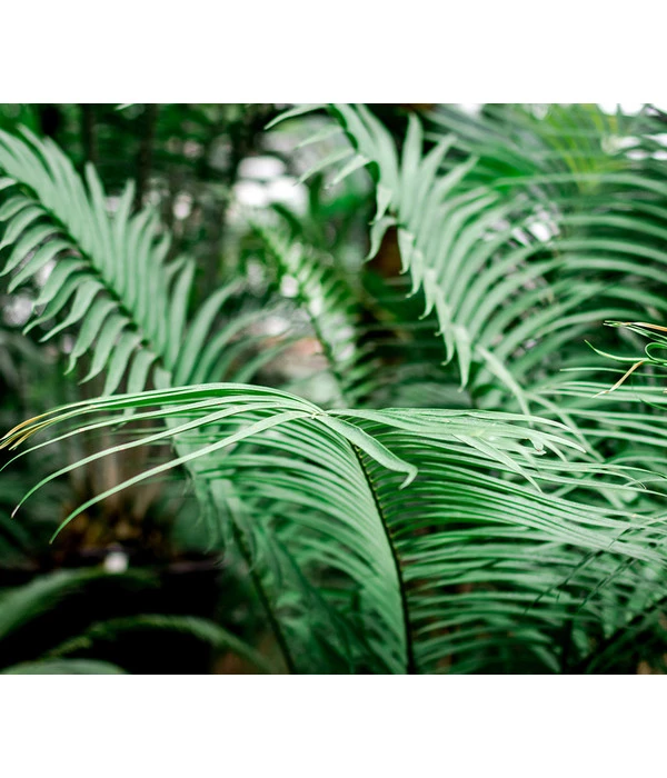 Floragard Aktiv Grünpflanzen- Und Palmenerde, 56 X 20 L 5 Floragard Aktiv Grünpflanzen- Und Palmenerde, 56 X 20 L – Bild 3